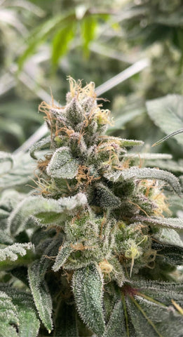 mac 1 x chem - regular seeds -12 seeds -novelty use only