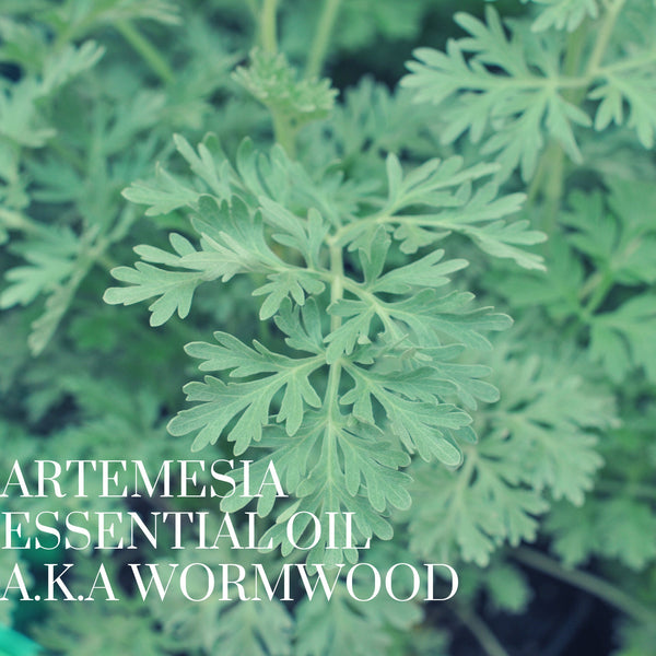 Artemesia essential oil-wormwood