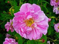 Rose absolute -Bulgarian rose -pure absolute