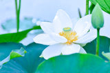 White Lotus Attar - Sandalwood - Trat Thai oud
