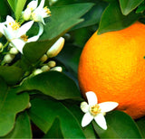 Orange Blossom Vanilla Attar