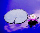 Blue Lotus Attar-Sandalwood-Blue Lotus- Burma Oud